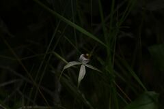 Caladenia longicauda