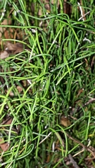 Equisetum scirpoides