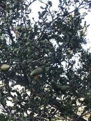 Quercus berberidifolia