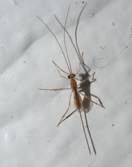 Macrocentrinae