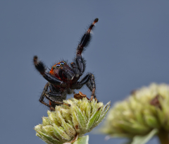Phidippus cardinalis