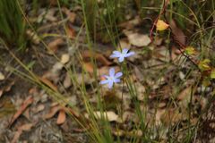 Iridaceae