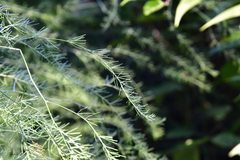 Asparagus officinalis