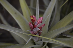 Tillandsia latifolia