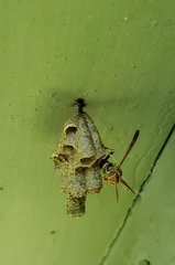Mischocyttarus mexicanus cubicola