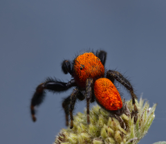 Phidippus cardinalis