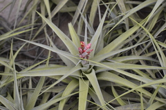 Tillandsia latifolia