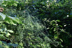 Asparagus officinalis