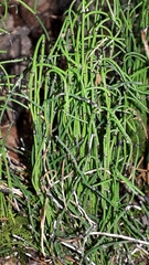 Equisetum scirpoides