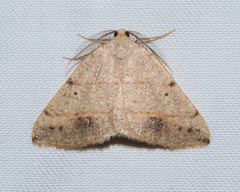 Drepanulatrix bifilata