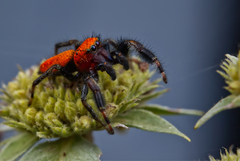 Phidippus cardinalis