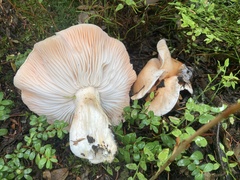 Hygrophorus