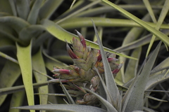 Tillandsia latifolia