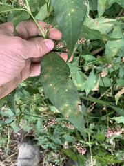 Persicaria maculosa