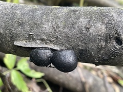 Daldinia concentrica