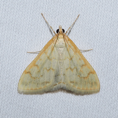 Hahncappsia pergilvalis