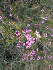 Euryomyrtus ramosissima