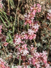 Eriogonum kennedyi austromontanum