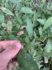 Persicaria maculosa