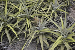 Tillandsia latifolia