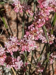 Eriogonum kennedyi austromontanum