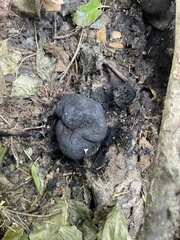 Daldinia concentrica