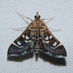 Diathrausta harlequinalis