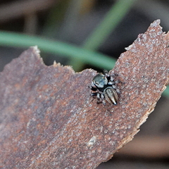 Maratus scutulatus