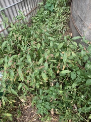 Persicaria maculosa