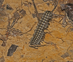 Chelodesmidae
