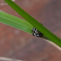 Maratus scutulatus