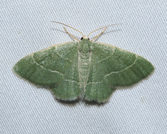 Chlorochlamys phyllinaria