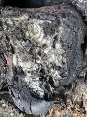 Daldinia concentrica