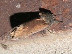 Oedemasia concinna