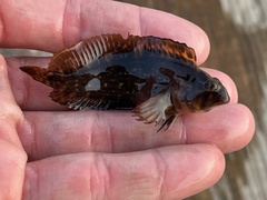 Chasmodes bosquianus