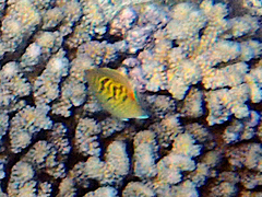 Chaetodon pelewensis