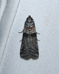Sciota subfuscella