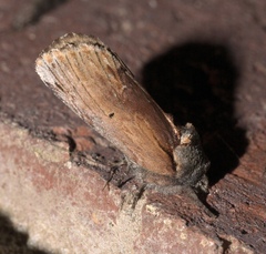Oedemasia concinna