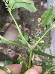 Persicaria maculosa