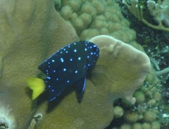 Microspathodon chrysurus