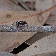 Maratus scutulatus