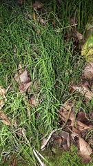 Equisetum scirpoides