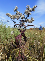 Eupatorium perfoliatum