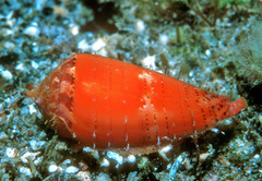 Conus corallinus