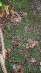 Equisetum scirpoides