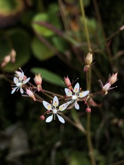 Micranthes petiolaris