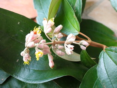 Miconia dodecandra