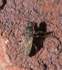 Pseudopachybrachius basalis