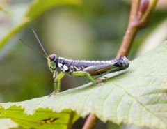 Booneacris glacialis