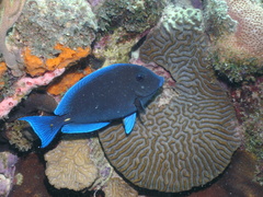 Acanthurus coeruleus
